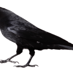 The unhappy Crow