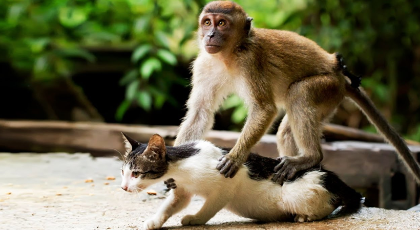 the cat and a monkey
