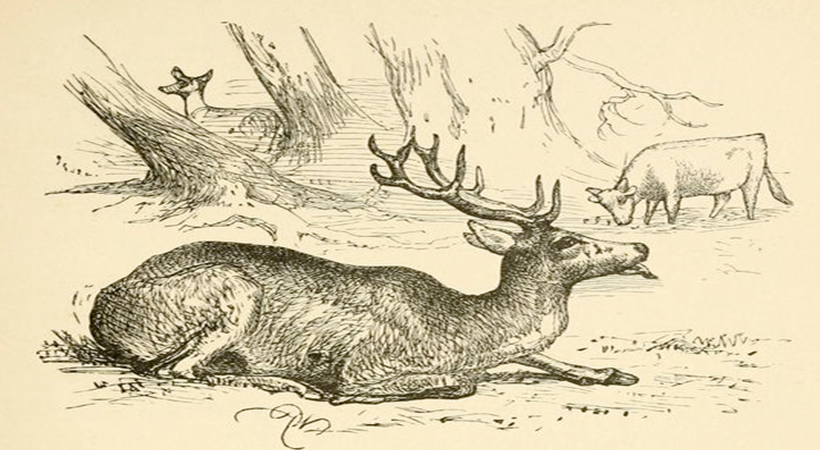 the sick stag