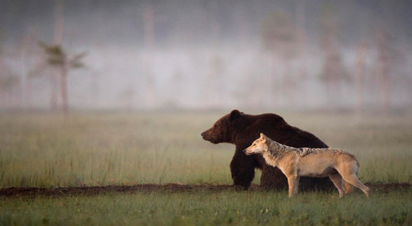 the wolf and the bear